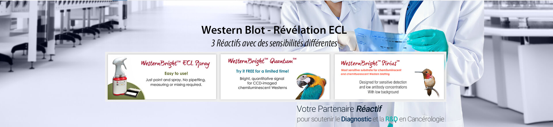 réactifs-ECL-western-blot