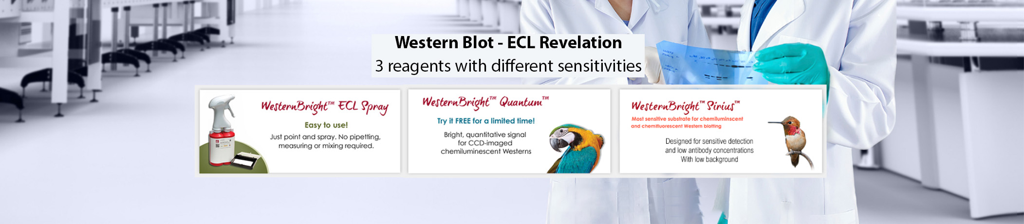 ECL-Western-Blot